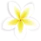shama yoga icon 11